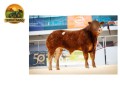 semen-limousin-jalex-superb-maior-preco-do-leilao-de-50-anos-26000-guineus-small-1