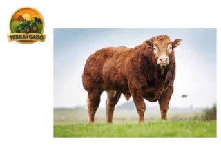 semen-limousin-jalex-superb-maior-preco-do-leilao-de-50-anos-26000-guineus