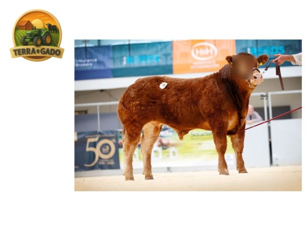 semen-limousin-jalex-superb-maior-preco-do-leilao-de-50-anos-26000-guineus-big-1