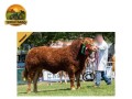 semen-limousin-jalex-itsallgood-outcross-pai-de-campeoes-no-royal-highland-e-royal-welsh-small-3
