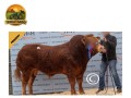 semen-limousin-jalex-itsallgood-outcross-pai-de-campeoes-no-royal-highland-e-royal-welsh-small-1