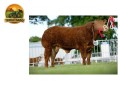 semen-limousin-jalex-itsallgood-outcross-pai-de-campeoes-no-royal-highland-e-royal-welsh-small-0