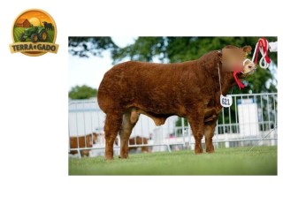 semen-limousin-jalex-itsallgood-outcross-pai-de-campeoes-no-royal-highland-e-royal-welsh