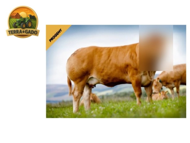 semen-limousin-jalex-itsallgood-outcross-pai-de-campeoes-no-royal-highland-e-royal-welsh-big-2
