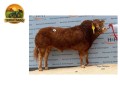 semen-limousin-huntershall-nutcracker-reprodutor-em-alta-16000-libras-small-0