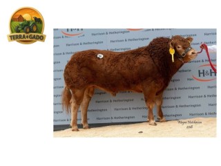 semen-limousin-huntershall-nutcracker-reprodutor-em-alta-16000-libras