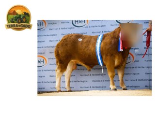 semen-limousin-haltcliffe-umpire-28000-guineus-top-1-em-crescimento-e-carcaca