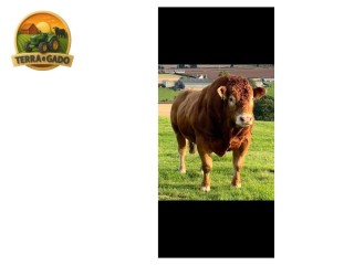 semen-limousin-haltcliffe-roar-filho-de-aultside-meanmachine-65000-guineus