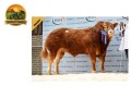 semen-limousin-gunnerfleet-lion-22000-guineus-filhas-ate-10000-guineus-small-2