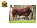 semen-limousin-gunnerfleet-lion-22000-guineus-filhas-ate-10000-guineus-small-3