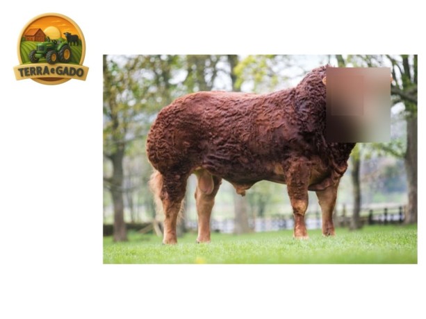 semen-limousin-gunnerfleet-lion-22000-guineus-filhas-ate-10000-guineus-big-1