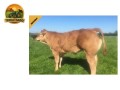 semen-limousin-grangeford-jojo-ampertaine-elgin-x-wilodge-vantastic-small-1