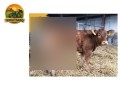 semen-limousin-grangeford-jojo-ampertaine-elgin-x-wilodge-vantastic-small-2