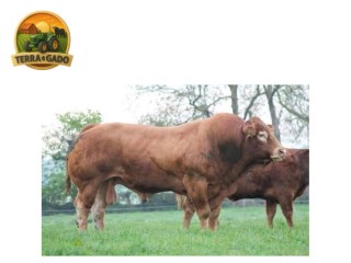 semen-limousin-grangeford-jojo-ampertaine-elgin-x-wilodge-vantastic