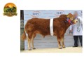 semen-limousin-gorrycam-hazzard-reserva-de-supremo-campeao-f94l-duplo-small-1