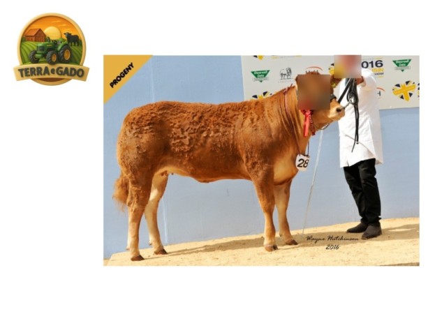 semen-limousin-gorrycam-hazzard-reserva-de-supremo-campeao-f94l-duplo-big-2