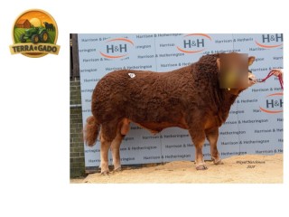 semen-limousin-goldies-oxo-filho-de-ampertaine-foreman-beef-value-57