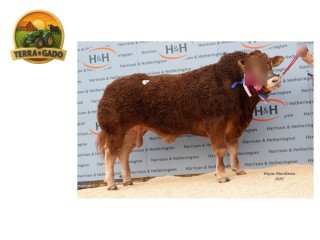 semen-limousin-goldies-olympia-campeao-geral-30000-guineus-filho-de-ampertaine-foreman