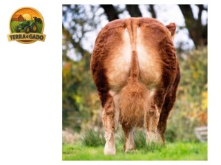 semen-limousin-goldies-northstar-parto-muito-facil-muito-usado-em-novilhas
