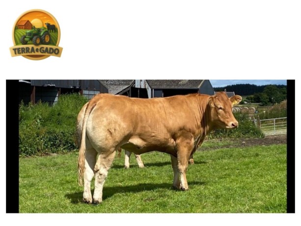 semen-limousin-goldies-northstar-parto-muito-facil-muito-usado-em-novilhas-big-1