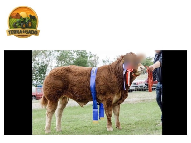 semen-limousin-goldies-northstar-parto-muito-facil-muito-usado-em-novilhas-big-7