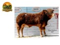 semen-limousin-goldies-nicholas-top-1-em-gestacao-peso-e-docilidade-small-0