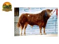 semen-limousin-goldies-nicholas-top-1-em-gestacao-peso-e-docilidade-small-1