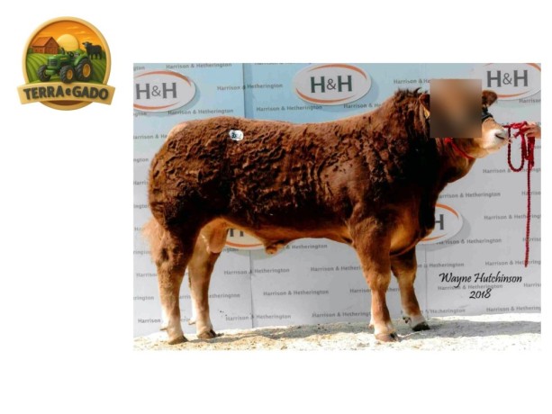 semen-limousin-goldies-nicholas-top-1-em-gestacao-peso-e-docilidade-big-0