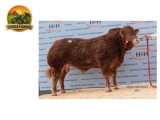 semen-limousin-goldies-nelson-16000-guineus-parto-facil-f94l-duplo