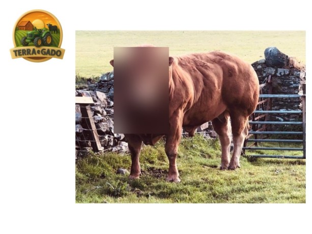 semen-limousin-goldies-ideal-reprodutor-regular-bezerros-de-pista-big-1