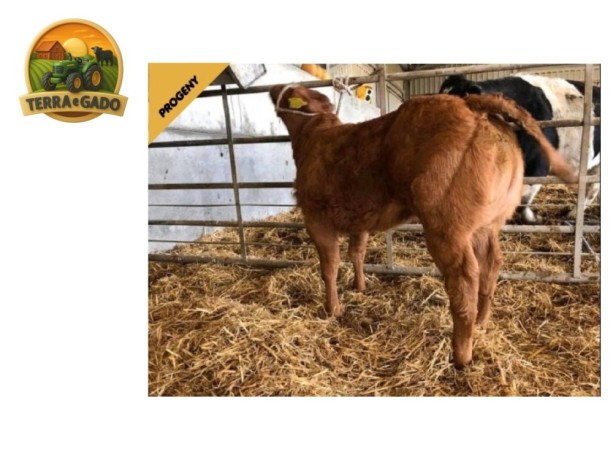 semen-limousin-goldies-ideal-reprodutor-regular-bezerros-de-pista-big-0