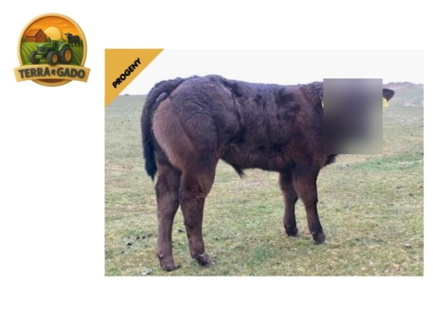 semen-limousin-goldies-ideal-reprodutor-regular-bezerros-de-pista-big-2