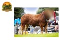 semen-limousin-glenrock-topgun-reserva-de-campeao-junior-2023-rebanho-glenrock-small-1