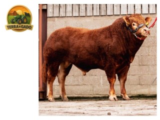 semen-limousin-glenrock-topgun-reserva-de-campeao-junior-2023-rebanho-glenrock