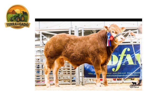 semen-limousin-glenrock-topgun-reserva-de-campeao-junior-2023-rebanho-glenrock-big-2