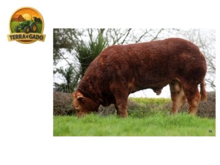 semen-limousin-gerrygullinane-phoenix-ampertaine-commander-x-plumtree-fantastic-so-para-vacas