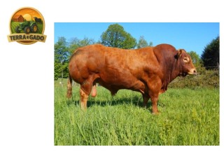 semen-limousin-fuschia-importado-da-franca-parto-facil-f94l-duplo