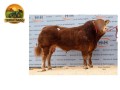 semen-limousin-foxhillfarm-ourbest-pai-de-dois-campeoes-gerais-em-carlisle-2023-small-1