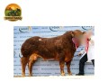 semen-limousin-foxhillfarm-ourbest-pai-de-dois-campeoes-gerais-em-carlisle-2023-small-2