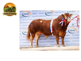 semen-limousin-foxhillfarm-ourbest-pai-de-dois-campeoes-gerais-em-carlisle-2023