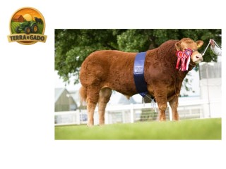 semen-limousin-foxhillfarm-jasper-supremo-campeao-no-royal-highland-2015-35000-guineus