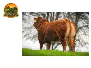 semen-limousin-ernevalley-tigger-filho-de-eravelle-indices-de-parto-facil