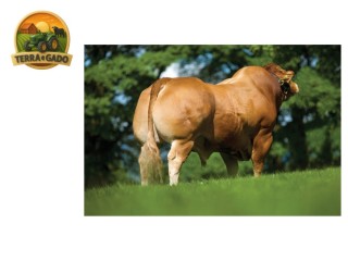 semen-limousin-dolcorsllwyn-fabio-recorde-mundial-de-120000-guineus-em-2012