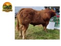 semen-limousin-deri-rafael-mocho-homozigoto-f94l-duplo-bezerros-de-39-kg-small-2