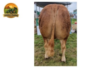 semen-limousin-deri-rafael-mocho-homozigoto-f94l-duplo-bezerros-de-39-kg
