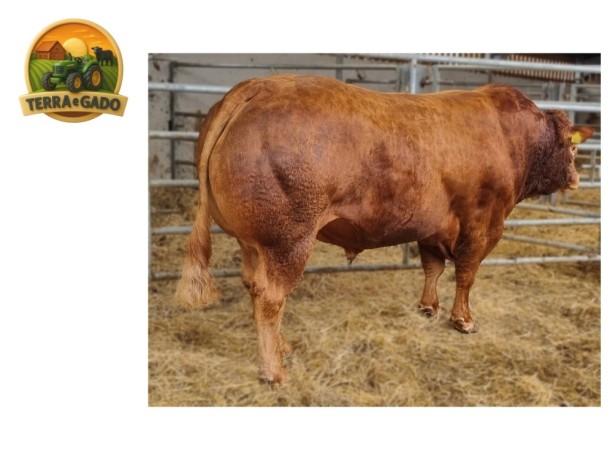 semen-limousin-deri-rafael-mocho-homozigoto-f94l-duplo-bezerros-de-39-kg-big-1