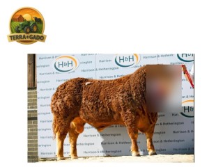 semen-limousin-cornsay-thunder-beef-value-no-top-1-f94l-duplo