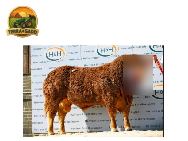 semen-limousin-cornsay-thunder-beef-value-no-top-1-f94l-duplo-big-0