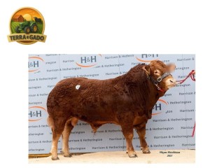 semen-limousin-cloughhead-president-30000-guineus-outcross-de-linhagem-francesa