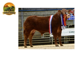semen-limousin-claragh-tyson-campeao-senior-rising-stars-2023-filho-de-ampertaine-elgin